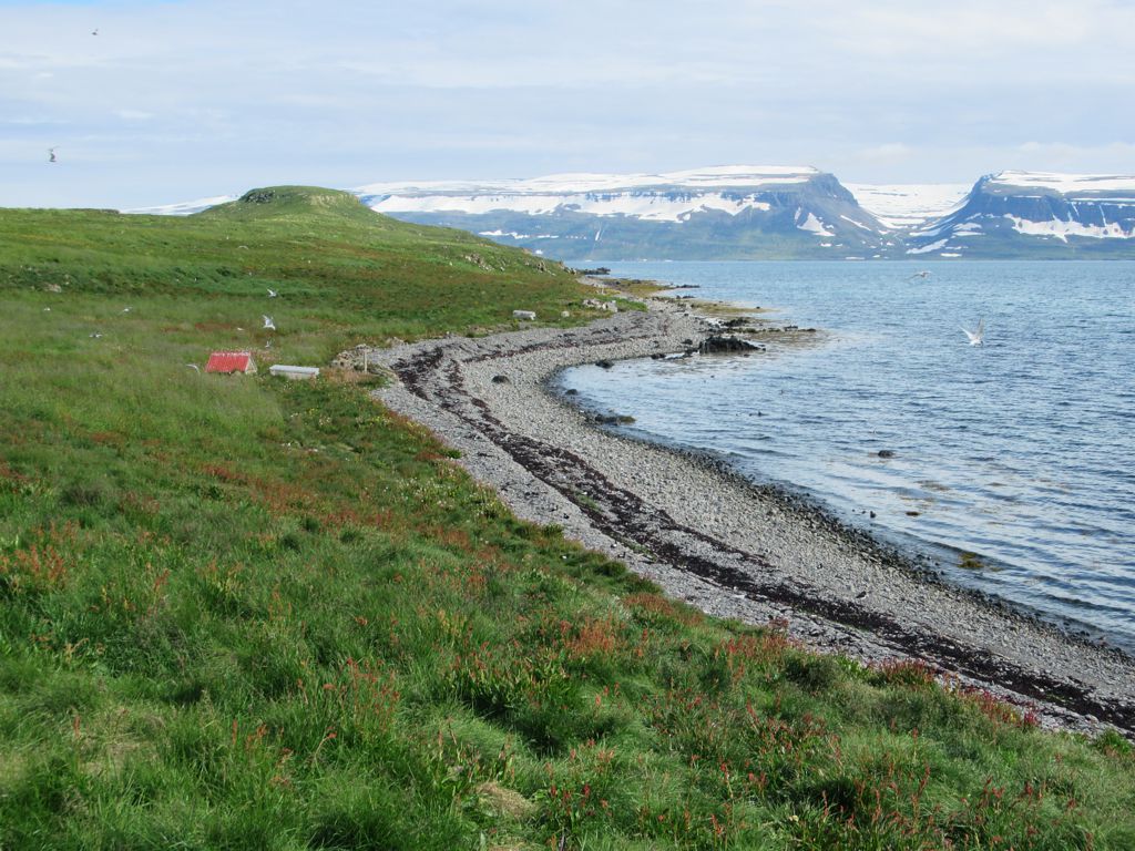 Vigur Island